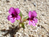 dwarf monkeyflower (<em>Diplacus nanus</em>)