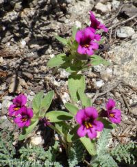 dwarf monkeyflower (<em>Diplacus nanus</em>)