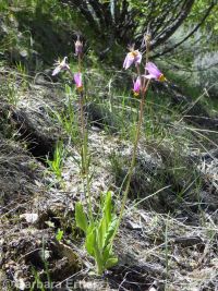 Cusick's shootingstar (<em>Dodecatheon pulchellum var. cusickii</em>)
