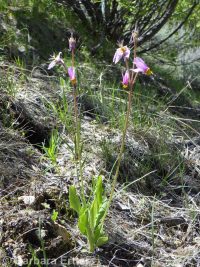 Cusick's shootingstar (<em>Dodecatheon pulchellum var. cusickii</em>)