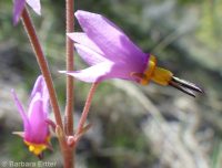 Cusick's shootingstar (<em>Dodecatheon pulchellum var. cusickii</em>)