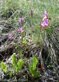 Cusick's shootingstar (<em>Dodecatheon pulchellum var. cusickii</em>)
