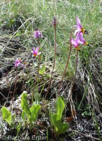 Cusick's shootingstar (<em>Dodecatheon pulchellum var. cusickii</em>)