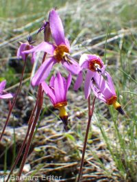 Cusick's shootingstar (<em>Dodecatheon pulchellum var. cusickii</em>)