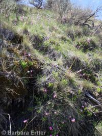 Cusick's shootingstar (<em>Dodecatheon pulchellum var. cusickii</em>)