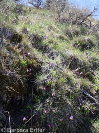 Cusick's shootingstar (<em>Dodecatheon pulchellum var. cusickii</em>)