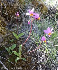 Cusick's shootingstar (<em>Dodecatheon pulchellum var. cusickii</em>)