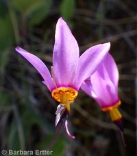 Cusick's shootingstar (<em>Dodecatheon pulchellum var. cusickii</em>)