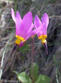 Cusick's shootingstar (<em>Dodecatheon pulchellum var. cusickii</em>)
