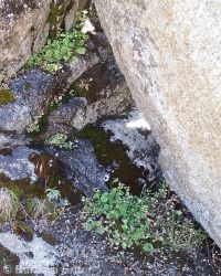 field monkeyflower (<em>Erythranthe arvensis</em>)
