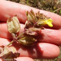 field monkeyflower (<em>Erythranthe arvensis</em>)