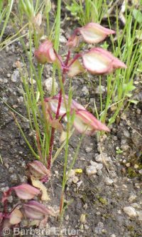 field monkeyflower (<em>Erythranthe arvensis</em>)