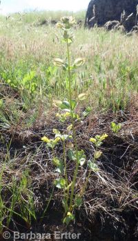 field monkeyflower (<em>Erythranthe arvensis</em>)