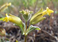 field monkeyflower (<em>Erythranthe arvensis</em>)