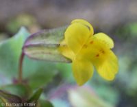 field monkeyflower (<em>Erythranthe arvensis</em>)
