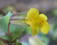 field monkeyflower (<em>Erythranthe arvensis</em>)