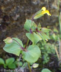 field monkeyflower (<em>Erythranthe arvensis</em>)