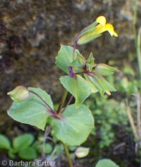 field monkeyflower (<em>Erythranthe arvensis</em>)