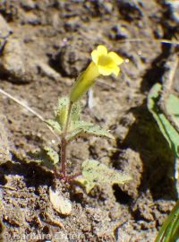 Erythranthe floribunda