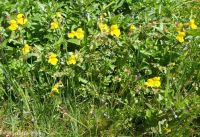 yellow or seep monkeyflower (<em>Erythranthe guttata</em>)
