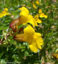 yellow or seep monkeyflower (<em>Erythranthe guttata</em>)
