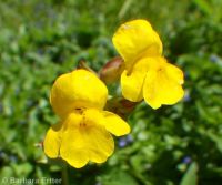 yellow or seep monkeyflower (<em>Erythranthe guttata</em>)