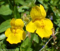 yellow or seep monkeyflower (<em>Erythranthe guttata</em>)