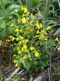 yellow or seep monkeyflower (<em>Erythranthe guttata</em>)