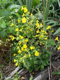 yellow or seep monkeyflower (<em>Erythranthe guttata</em>)