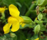 yellow or seep monkeyflower (<em>Erythranthe guttata</em>)