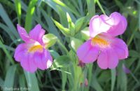 Lewis's, red, or purple monkeyflower (<em>Erythranthe lewisii</em>)