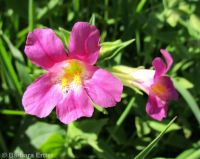 Lewis's, red, or purple monkeyflower (<em>Erythranthe lewisii</em>)