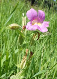 Lewis's, red, or purple monkeyflower (<em>Erythranthe lewisii</em>)