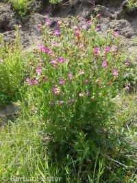 Lewis's, red, or purple monkeyflower (<em>Erythranthe lewisii</em>)
