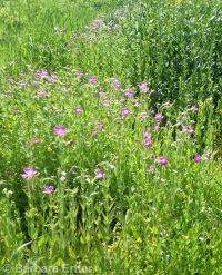 Lewis's, red, or purple monkeyflower (<em>Erythranthe lewisii</em>)