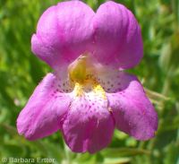 Lewis's, red, or purple monkeyflower (<em>Erythranthe lewisii</em>)