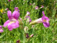 Lewis's, red, or purple monkeyflower (<em>Erythranthe lewisii</em>)