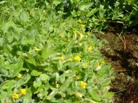 musk monkeyflower (<em>Erythranthe moschata</em>)