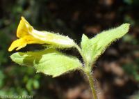 musk monkeyflower (<em>Erythranthe moschata</em>)
