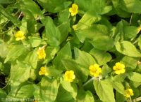 musk monkeyflower (<em>Erythranthe moschata</em>)