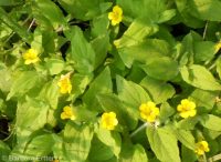 musk monkeyflower (<em>Erythranthe moschata</em>)