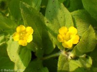 musk monkeyflower (<em>Erythranthe moschata</em>)
