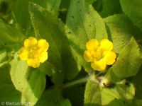 musk monkeyflower (<em>Erythranthe moschata</em>)