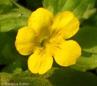 musk monkeyflower (<em>Erythranthe moschata</em>)