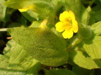 musk monkeyflower (<em>Erythranthe moschata</em>)