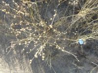perennial flax (<em>Linum perenne</em>)