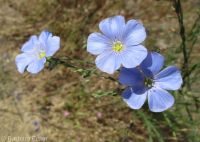 perennial flax (<em>Linum perenne</em>)