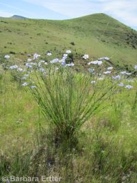 perennial flax (<em>Linum perenne</em>)