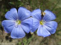 perennial flax (<em>Linum perenne</em>)