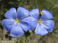 perennial flax (<em>Linum perenne</em>)